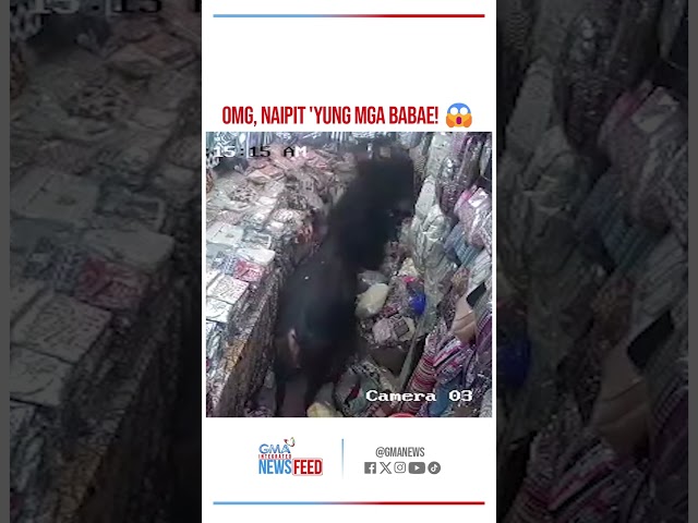 ⁣2 babae, naipit sa mga nag-aaway na toro! | GMA Integrated Newsfeed