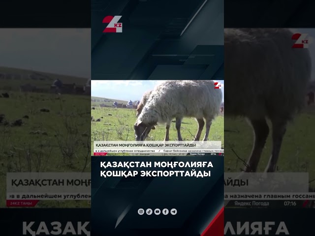 ⁣Қазақстан Моңғолияға қошқар экспорттайды