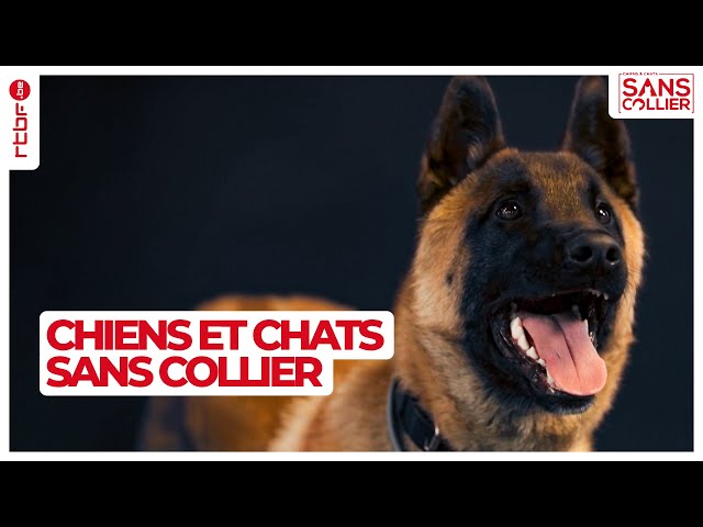 ⁣Chiens et chats sans collier S05E06