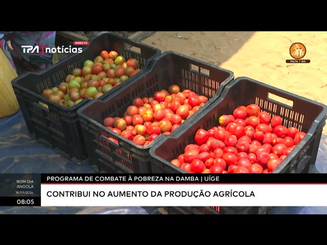 ⁣Programa de combate à pobreza na Damba / Uíge - Contribui no aumento da produção agrícola