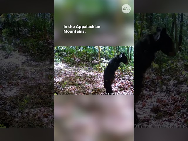 ⁣Bear with two-limbs walks like a human with ease #Shorts