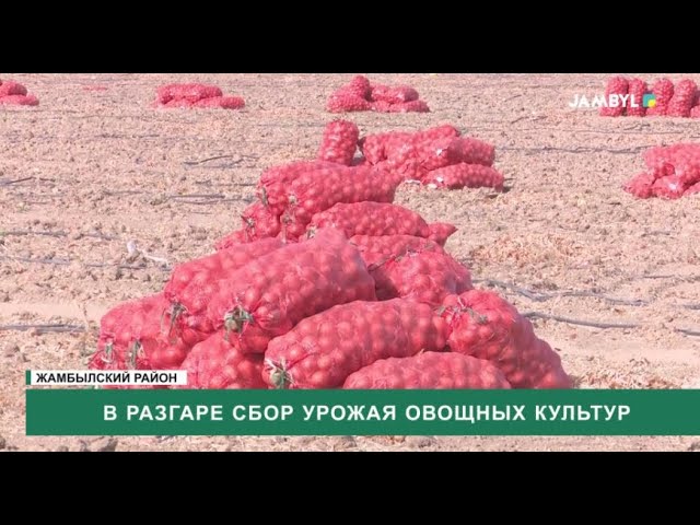 ⁣В разгаре сбор урожая овощных культур