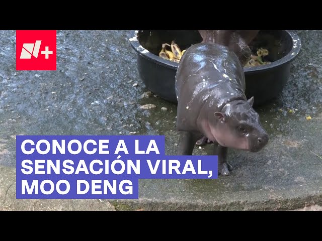 Moo Deng, la bebé hipopótamo que se hizo mega viral - N+