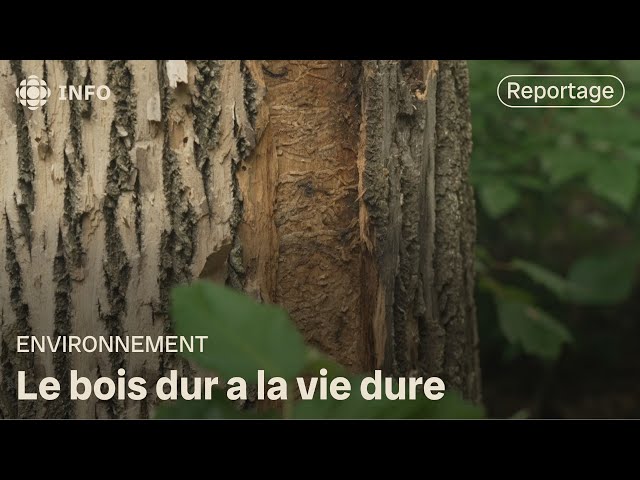 ⁣Les arbres de bois dur menacés par les maladies et les ravageurs | La semaine verte