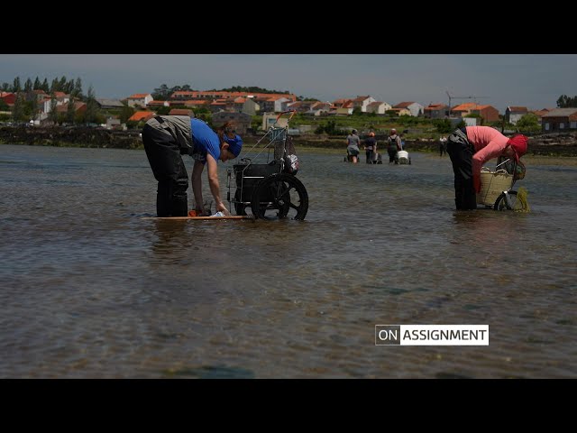 ⁣Can These Women Save Their Shellfish Craft? On Assignment | ITV News