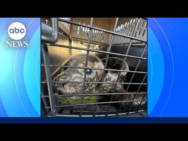 ⁣Pilot on mission to save adorable baby seals