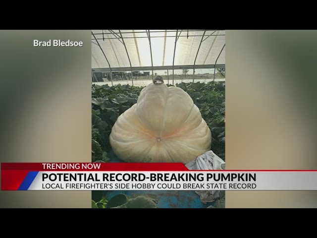 ⁣Colorado man’s giant pumpkin could break state record