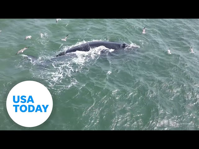 ⁣Drone video: Endangered North Atlantic right whale swims near shore | USA TODAY