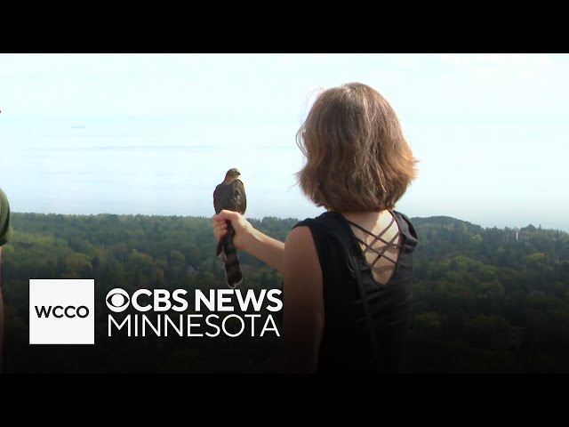 ⁣Hawk viewing on Lake Superior draws birders from across the country