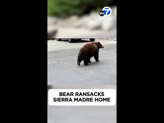 ⁣Bear ransacks Sierra Madre home