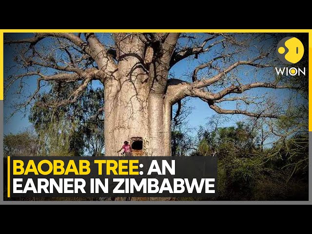 ⁣Baobab Tree: A 'Lifeline' in a changing world  | World News | English News | WION