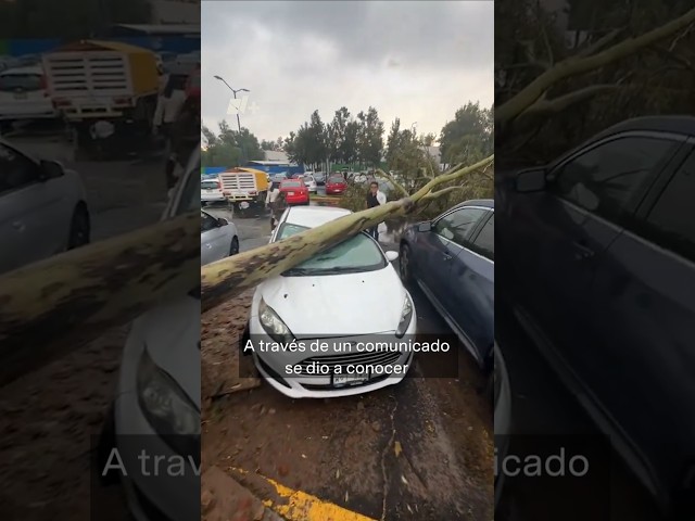 ⁣Árbol aplasta un coche en la FES Aragón - N+ #Shorts