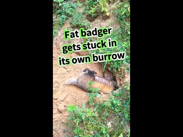 ⁣Fat badger gets stuck in its own burrow in SW China