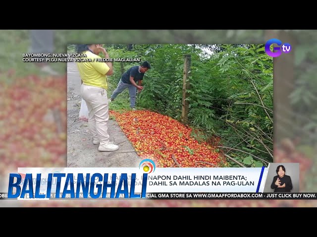 ⁣Kilo-kilong kamatis sa Bayombong, Nueva Vizcaya, itinapon dahil hindi maibenta... | Balitanghali