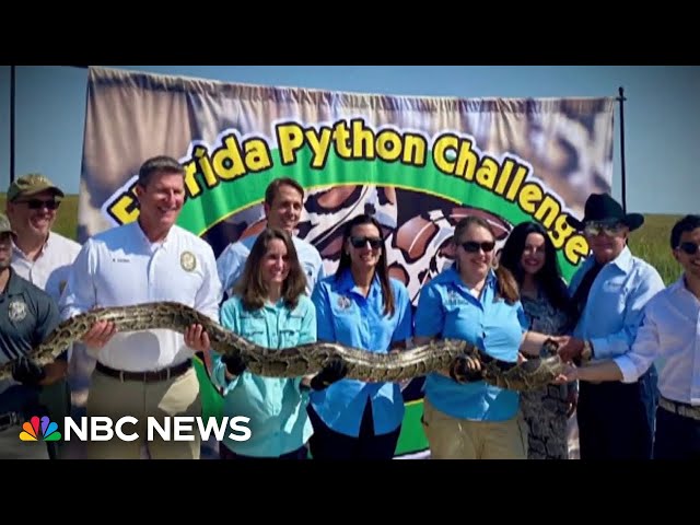 ⁣Florida wildlife authorities hold annual python challenge