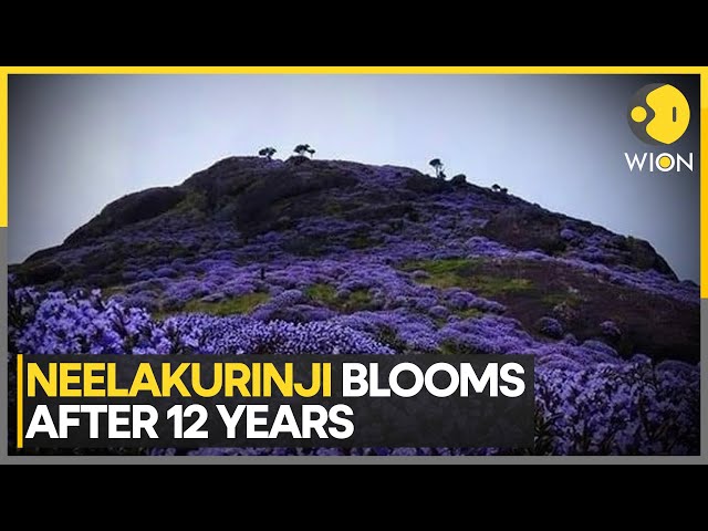 Neelakurinji Blossoms Again After 12  Years; Nilgiris Sees Huge Flow Of Tourists | India News | WION