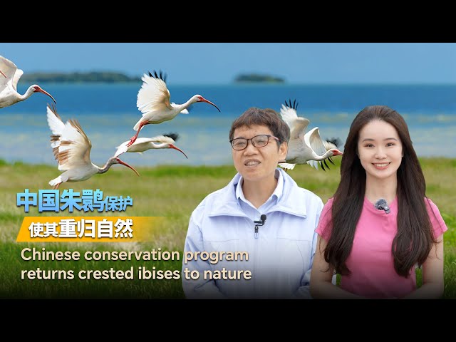 ⁣Chinese conservation program returns crested ibises to nature