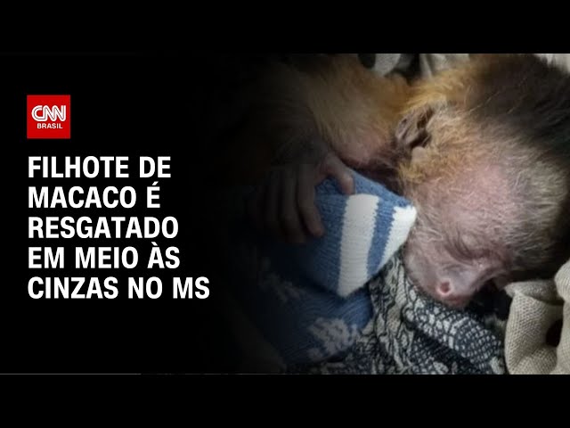 ⁣Filhote de macaco é resgatado em meio às cinzas no MS | CNN NOVO DIA