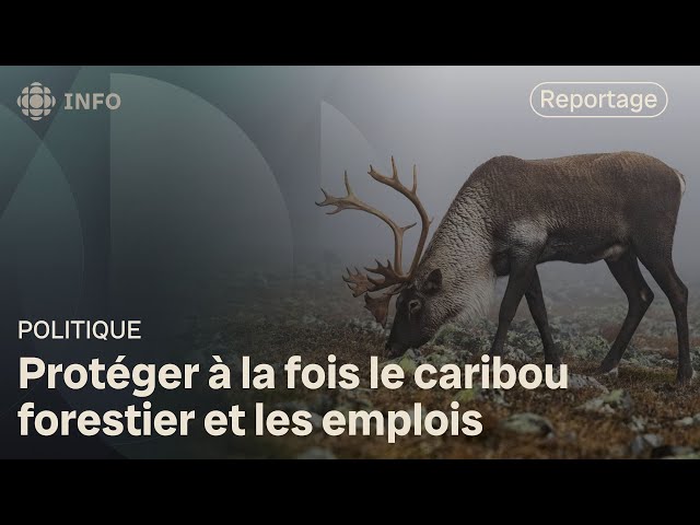 ⁣Peut-on protéger le caribou forestier tout en sauvant des emplois?