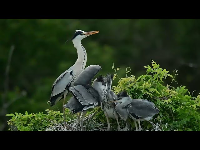 ⁣Migratory birds, humans live in harmony in E China's lakeside village