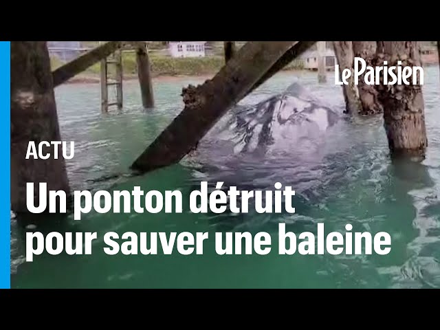 ⁣Nouvelle-Zélande : un ponton démonté pour libérer une baleine