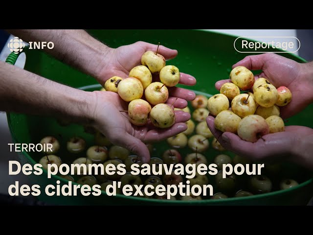 ⁣La quête des futures pommes à cidre du Québec | La semaine verte