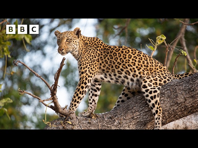 ⁣Starving leopard loses dinner to lions - BBC