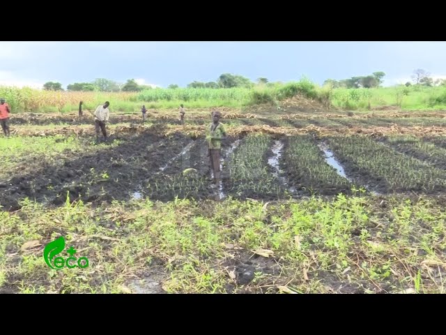 ⁣Water and Environment Cooperatives - Improving livelihoods in Northern Uganda | ECO  plus episode 42