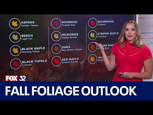 ⁣Here's how our hot and dry weather will impact the fall foliage