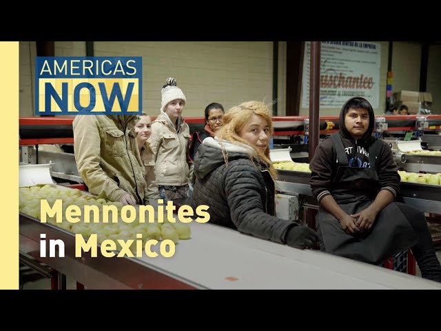 ⁣Mennonites in Mexico: Agricultural Pioneers