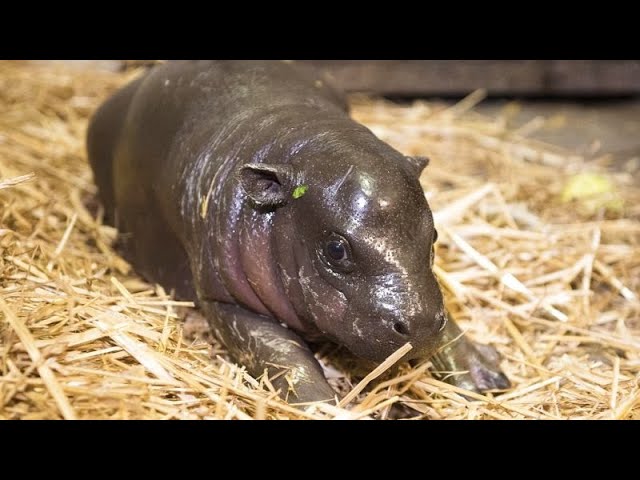 ⁣No Comment : un zoo thaïlandais cherche à breveter l'image du bébé hippopotame pygmée Moo Deng