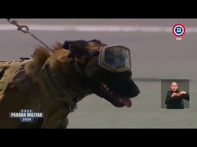 ⁣Ejemplares caninos acompañan a las Fuerzas Especiales