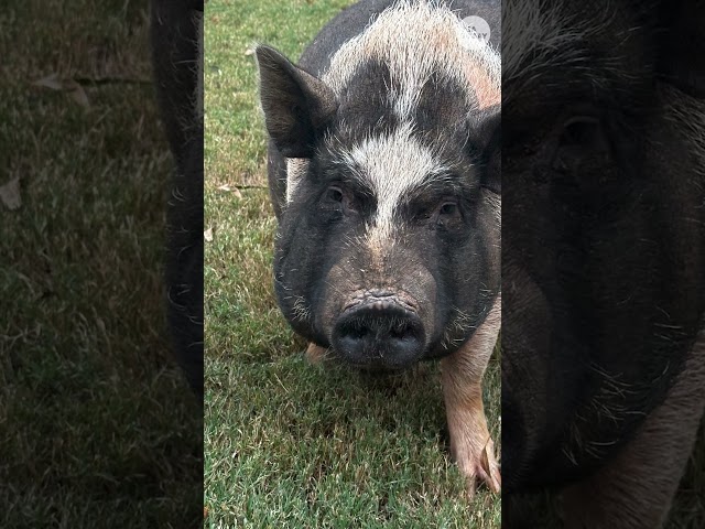 ⁣Brave officers wrangle and rescue Oreo the giant pig | USA TODAY