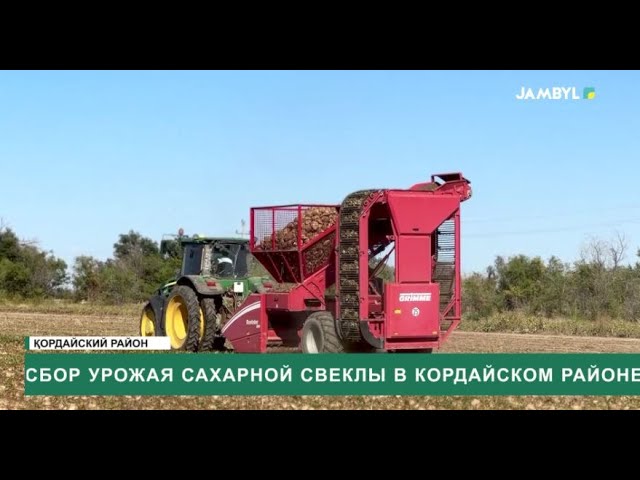 ⁣Сбор урожая сахарной свеклы в Кордайском районе