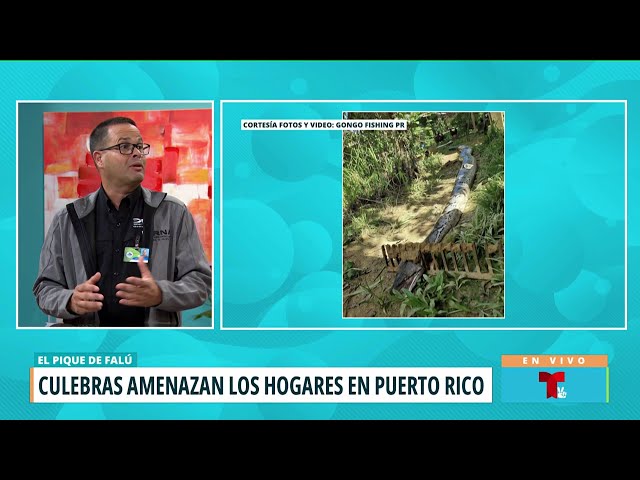 ⁣Alarmanete propagación de culebras en Puerto Rico