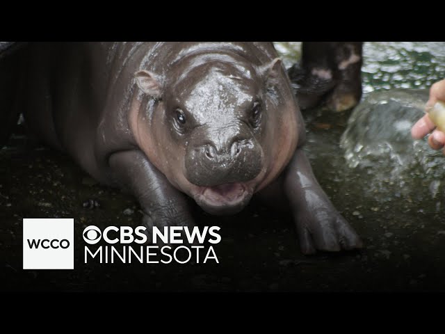 ⁣Thai zoo seeks to patent baby hippo Moo Deng, or "bouncy pork"