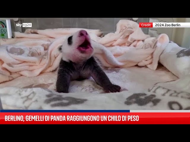 ⁣Berlino, gemelli di panda raggiungono un chilo di peso