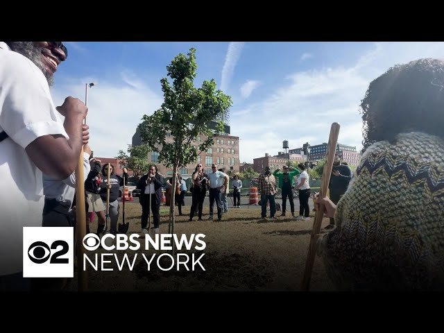 ⁣South Bronx needs more trees, borough leaders say