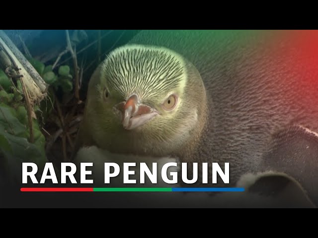 ⁣Rare penguin crowned New Zealand's bird of the year