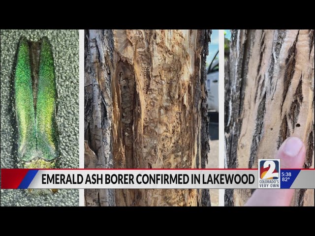 ⁣Emerald ash borer confirmed in Lakewood