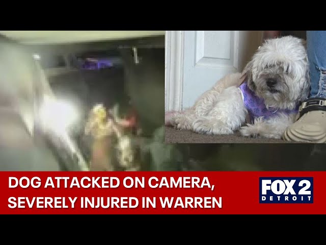 ⁣Police investigate after Warren woman's dog savagely attacked by neighbor's dog