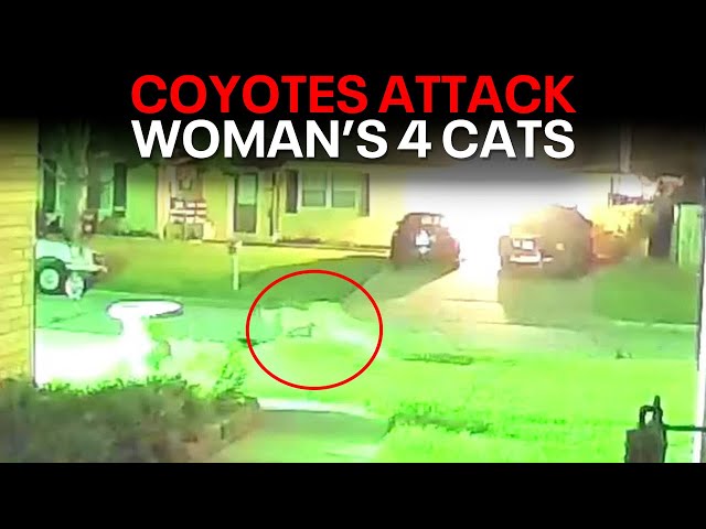 Coyotes viciously attack woman's cat in Arlington neighborhood, video shows