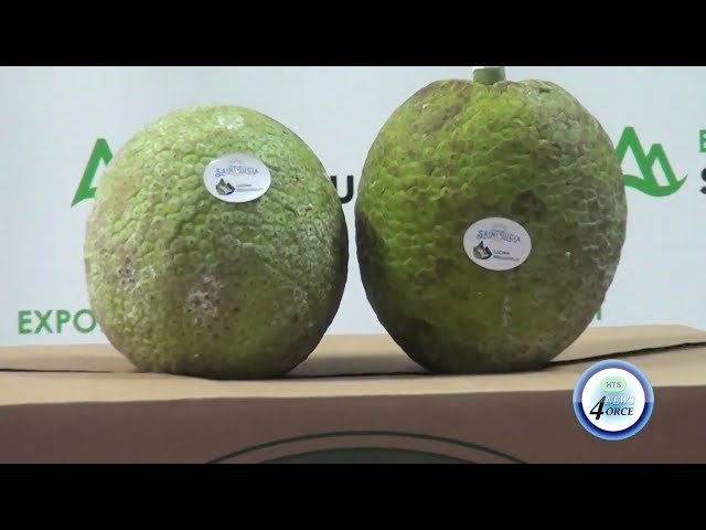 ⁣EXPORT ST.LUCIA BRANDS BREADFRUIT TO BOOST PRESENCE ON GLOBAL MARKET