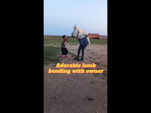 ⁣Adorable lamb and its owner bond in China's Inner Mongolia