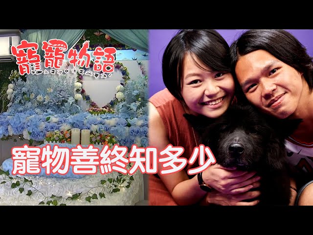 寵寵物語｜Pet Talks｜寵物善終知多少｜TVB