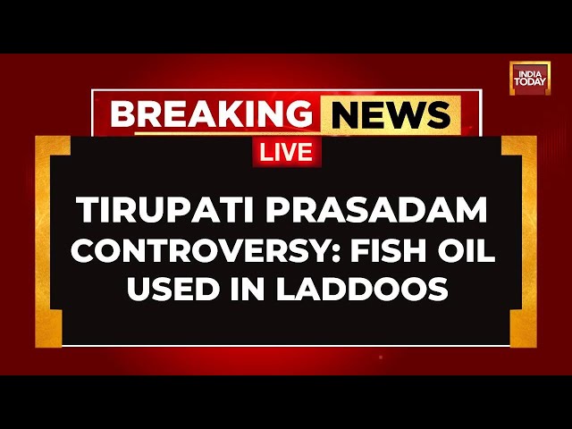 ⁣Tirupati Prasadam Test Report Updates: Laddoos Contain Beef Fat, Fish Oil, Confirms Lab Report