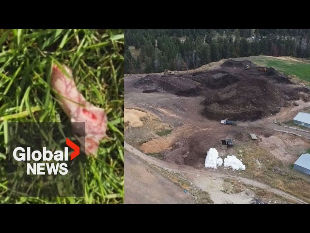 ⁣'It's disgusting:' Meat chunks falling from sky have one BC community fed up