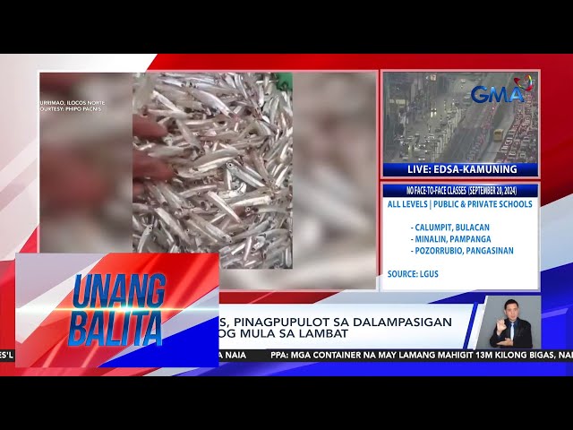 Kilo-kilo ng dilis, pinagpupulot sa dalampasigan ng Kurimaw, Ilocos, Norte matapos... | Unang Balita