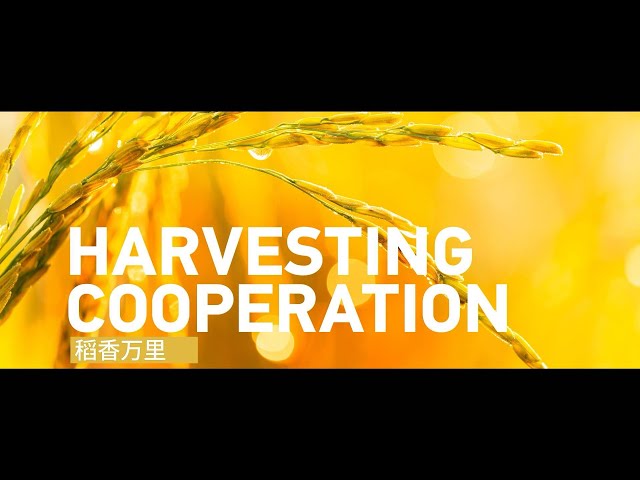 ⁣Harvesting cooperation