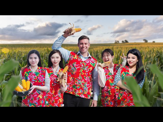 ⁣Live: Devouring a corn feast in golden fields in northeast China